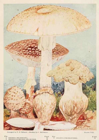 Reproducción/Reproduction 8535955495: Toadstools, mushrooms, fungi, edible and poisonous;. Indianapolis,The Bowen-Merrill Company[c1902]