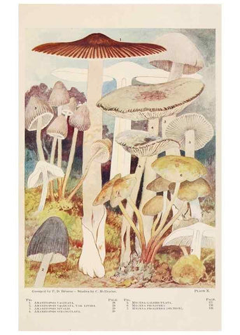Reproducción/Reproduction 8535956013: Toadstools, mushrooms, fungi, edible and poisonous;. Indianapolis,The Bowen-Merrill Company[c1902]
