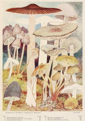 Reproducción/Reproduction 8535956013: Toadstools, mushrooms, fungi, edible and poisonous;. Indianapolis,The Bowen-Merrill Company[c1902]