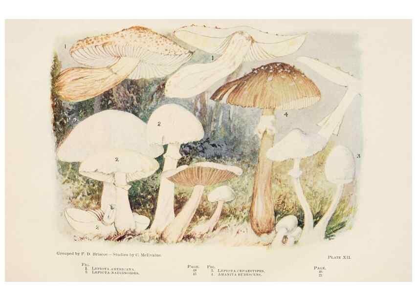 Reproducción/Reproduction 8537061026: Toadstools, mushrooms, fungi, edible and poisonous;. Indianapolis,The Bowen-Merrill Company[c1902]
