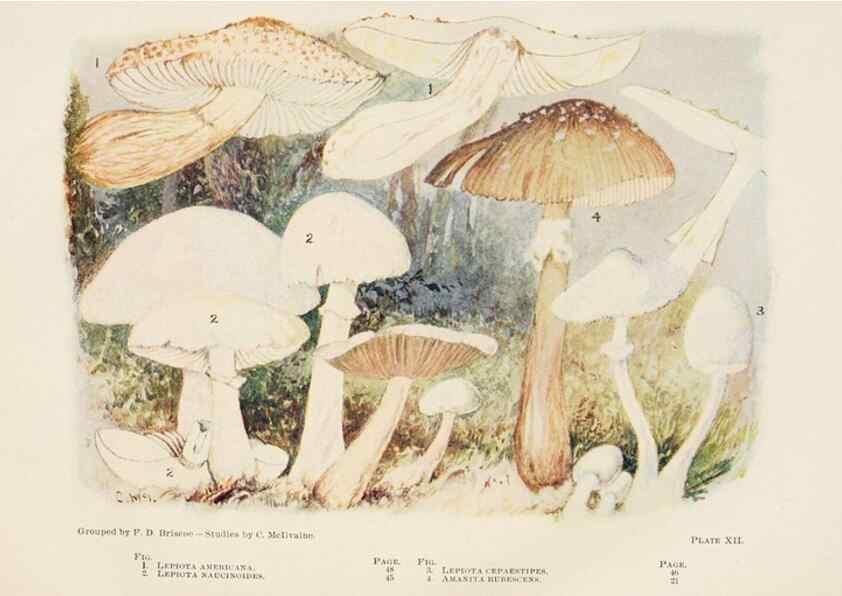 Reproducción/Reproduction 8537061026: Toadstools, mushrooms, fungi, edible and poisonous;. Indianapolis,The Bowen-Merrill Company[c1902]