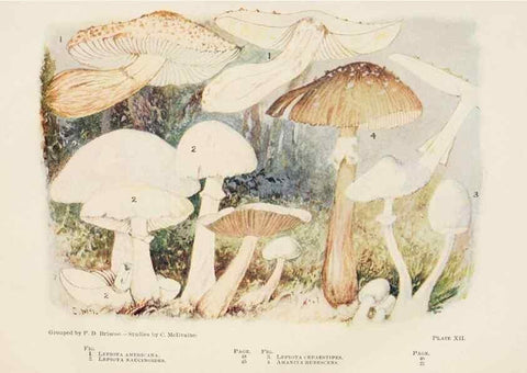Reproducción/Reproduction 8537061026: Toadstools, mushrooms, fungi, edible and poisonous;. Indianapolis,The Bowen-Merrill Company[c1902]
