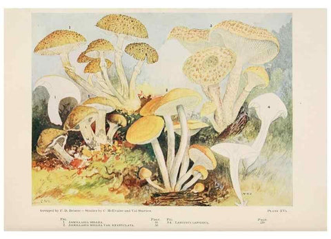 Reproducción/Reproduction 8535958393: Toadstools, mushrooms, fungi, edible and poisonous;. Indianapolis,The Bowen-Merrill Company[c1902]