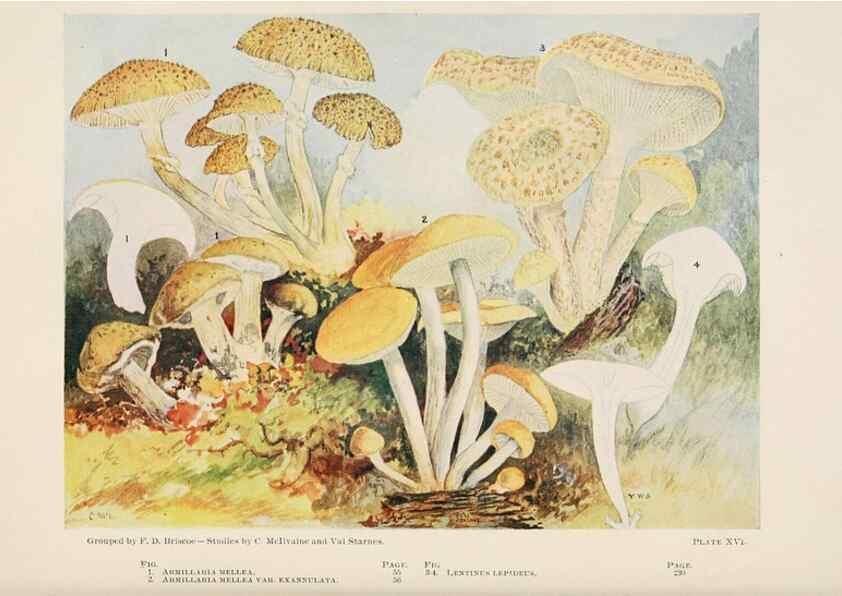 Reproducción/Reproduction 8535958393: Toadstools, mushrooms, fungi, edible and poisonous;. Indianapolis,The Bowen-Merrill Company[c1902]