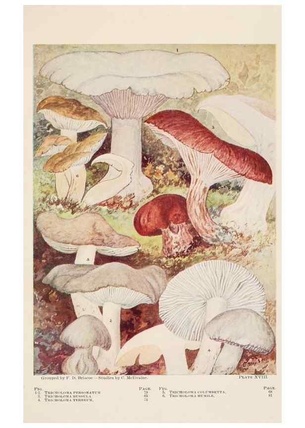 Reproducción/Reproduction 8535958771: Toadstools, mushrooms, fungi, edible and poisonous;. Indianapolis,The Bowen-Merrill Company[c1902]