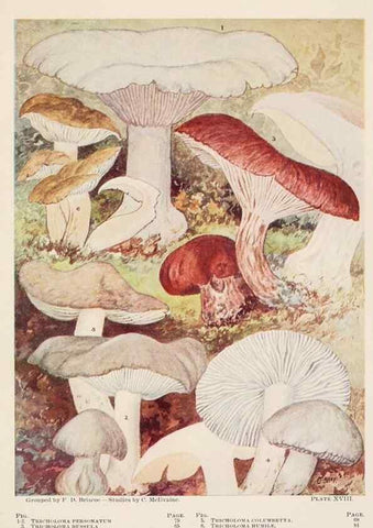 Reproducción/Reproduction 8535958771: Toadstools, mushrooms, fungi, edible and poisonous;. Indianapolis,The Bowen-Merrill Company[c1902]
