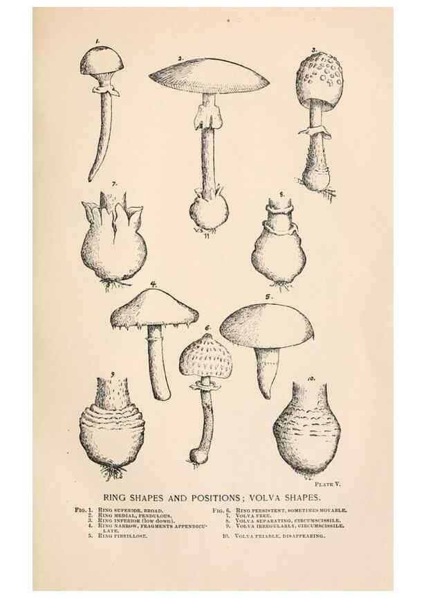 Reproducción/Reproduction 8535936627: Toadstools, mushrooms, fungi, edible and poisonous;. Indianapolis,The Bowen-Merrill Company[c1902]