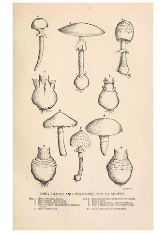 Reproducción/Reproduction 8535936627: Toadstools, mushrooms, fungi, edible and poisonous;. Indianapolis,The Bowen-Merrill Company[c1902]