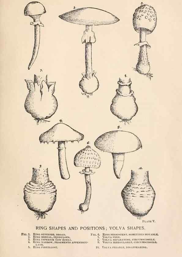 Reproducción/Reproduction 8535936627: Toadstools, mushrooms, fungi, edible and poisonous;. Indianapolis,The Bowen-Merrill Company[c1902]
