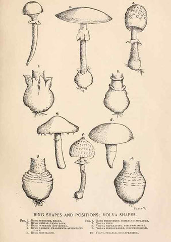 Reproducción/Reproduction 8535936627: Toadstools, mushrooms, fungi, edible and poisonous;. Indianapolis,The Bowen-Merrill Company[c1902]