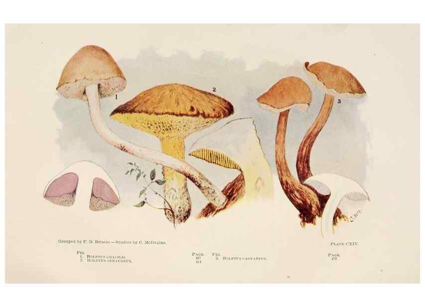 Reproducción/Reproduction 8537080280: Toadstools, mushrooms, fungi, edible and poisonous;. Indianapolis,The Bowen-Merrill Company[c1902]
