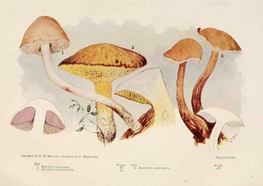 Reproducción/Reproduction 8537080280: Toadstools, mushrooms, fungi, edible and poisonous;. Indianapolis,The Bowen-Merrill Company[c1902]