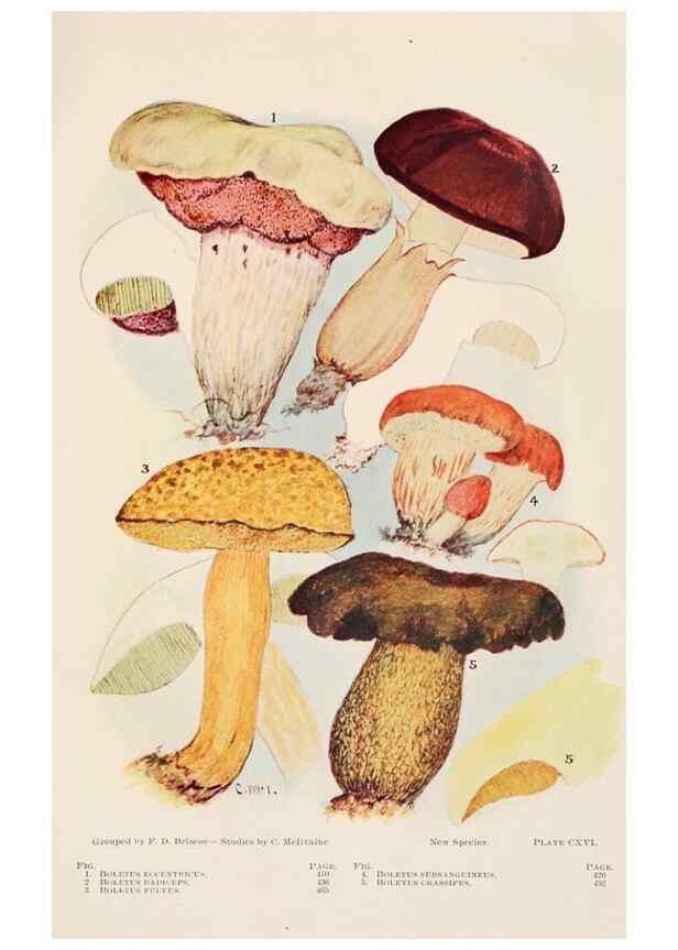 Reproducción/Reproduction 8535975977: Toadstools, mushrooms, fungi, edible and poisonous;. Indianapolis,The Bowen-Merrill Company[c1902]