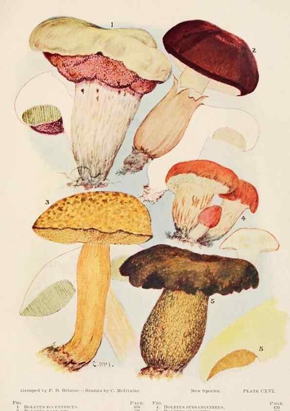 Reproducción/Reproduction 8535975977: Toadstools, mushrooms, fungi, edible and poisonous;. Indianapolis,The Bowen-Merrill Company[c1902]