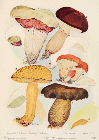 Reproducción/Reproduction 8535975977: Toadstools, mushrooms, fungi, edible and poisonous;. Indianapolis,The Bowen-Merrill Company[c1902]