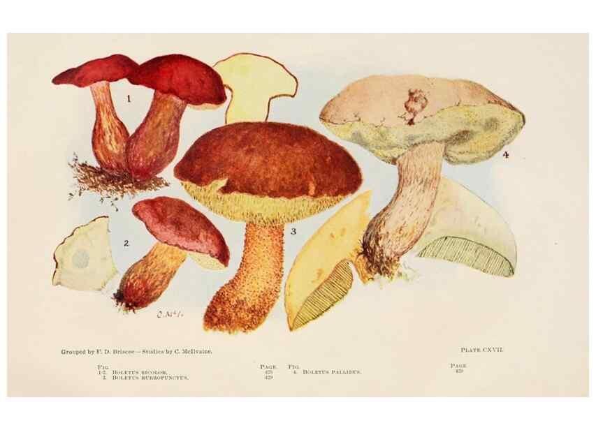 Reproducción/Reproduction 8537081092: Toadstools, mushrooms, fungi, edible and poisonous;. Indianapolis,The Bowen-Merrill Company[c1902]