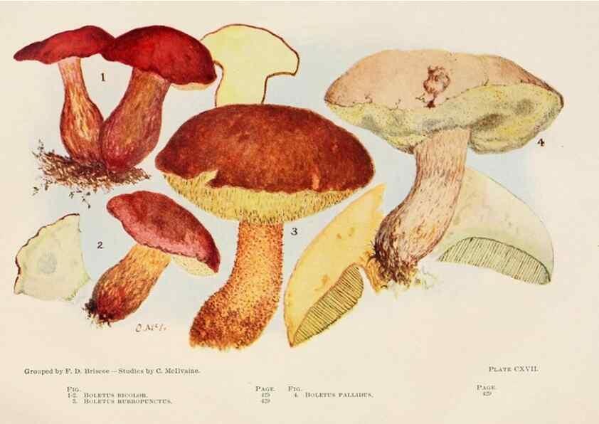 Reproducción/Reproduction 8537081092: Toadstools, mushrooms, fungi, edible and poisonous;. Indianapolis,The Bowen-Merrill Company[c1902]