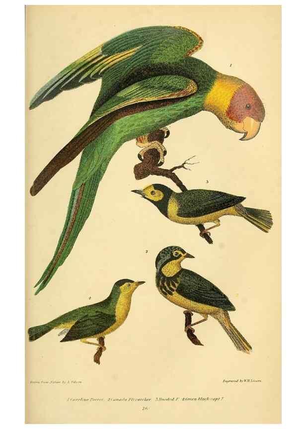 Reproducción/Reproduction 8548659670: American ornithology; or, The natural history of the birds of the United States,. London,Cassell, Petter & Galpin[187-]
