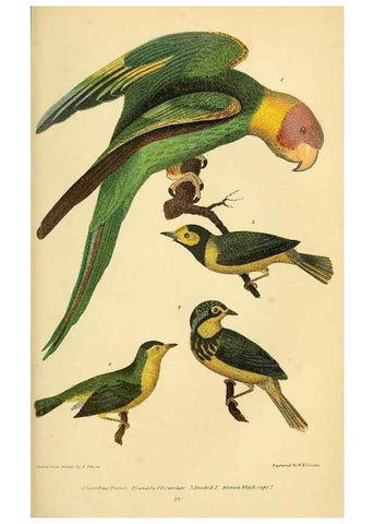 Reproducción/Reproduction 8548659670: American ornithology; or, The natural history of the birds of the United States,. London,Cassell, Petter & Galpin[187-]
