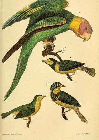 Reproducción/Reproduction 8548659670: American ornithology; or, The natural history of the birds of the United States,. London,Cassell, Petter & Galpin[187-]