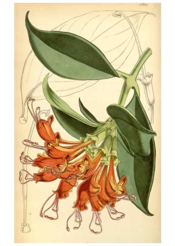 Reproducción/Reproduction 8551761048: Curtis's botanical magazine.. London ;New York [etc.] :Academic Press [etc.]
