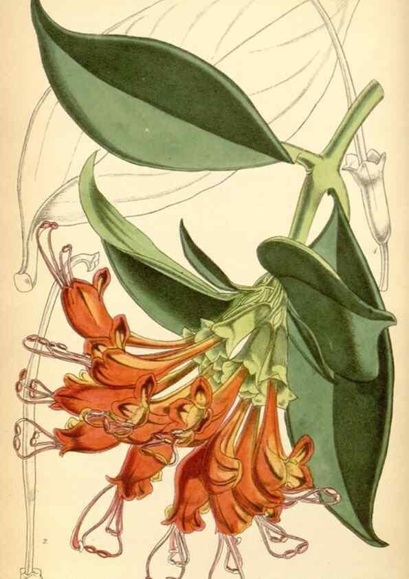 Reproducción/Reproduction 8551761048: Curtis's botanical magazine.. London ;New York [etc.] :Academic Press [etc.]