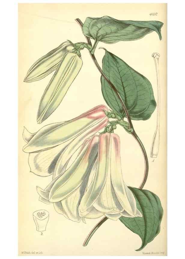 Reproducción/Reproduction 8551761628: Curtis's botanical magazine.. London ;New York [etc.] :Academic Press [etc.]