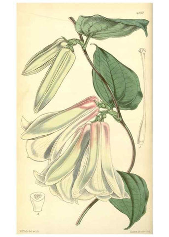 Reproducción/Reproduction 8551761628: Curtis's botanical magazine.. London ;New York [etc.] :Academic Press [etc.]