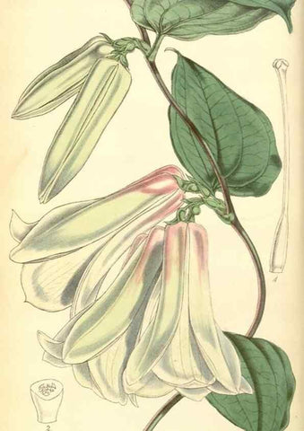 Reproducción/Reproduction 8551761628: Curtis's botanical magazine.. London ;New York [etc.] :Academic Press [etc.]