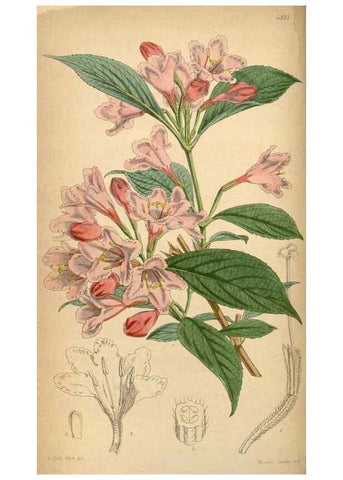 Reproducción/Reproduction 8550661375: Curtis's botanical magazine.. London ;New York [etc.] :Academic Press [etc.]