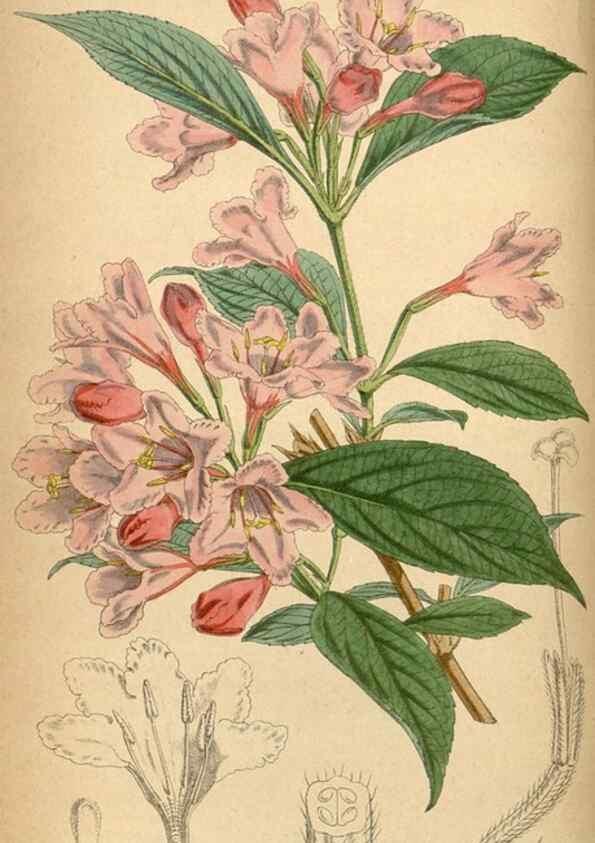 Reproducción/Reproduction 8550661375: Curtis's botanical magazine.. London ;New York [etc.] :Academic Press [etc.]