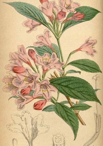 Reproducción/Reproduction 8550661375: Curtis's botanical magazine.. London ;New York [etc.] :Academic Press [etc.]