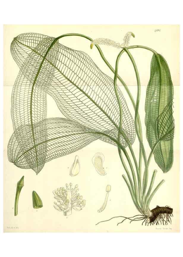 Reproducción/Reproduction 8550662059: Curtis's botanical magazine.. London ;New York [etc.] :Academic Press [etc.]