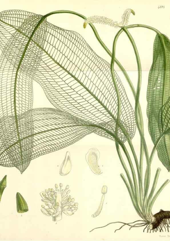 Reproducción/Reproduction 8550662059: Curtis's botanical magazine.. London ;New York [etc.] :Academic Press [etc.]