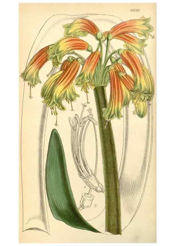 Reproducción/Reproduction 8551763900: Curtis's botanical magazine.. London ;New York [etc.] :Academic Press [etc.]