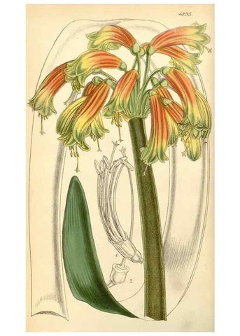 Reproducción/Reproduction 8551763900: Curtis's botanical magazine.. London ;New York [etc.] :Academic Press [etc.]