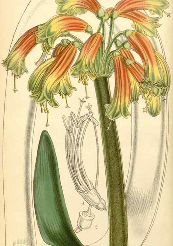 Reproducción/Reproduction 8551763900: Curtis's botanical magazine.. London ;New York [etc.] :Academic Press [etc.]