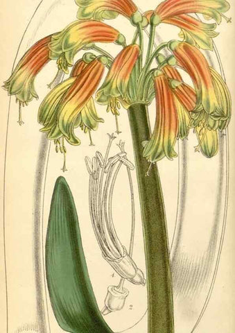 Reproducción/Reproduction 8551763900: Curtis's botanical magazine.. London ;New York [etc.] :Academic Press [etc.]