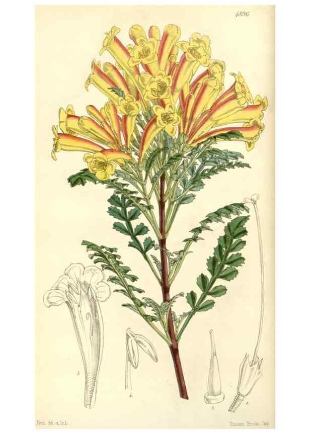 Reproducción/Reproduction 8550663493: Curtis's botanical magazine.. London ;New York [etc.] :Academic Press [etc.]