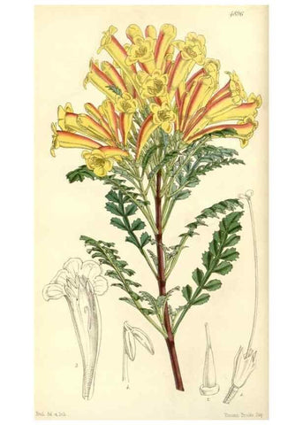 Reproducción/Reproduction 8550663493: Curtis's botanical magazine.. London ;New York [etc.] :Academic Press [etc.]