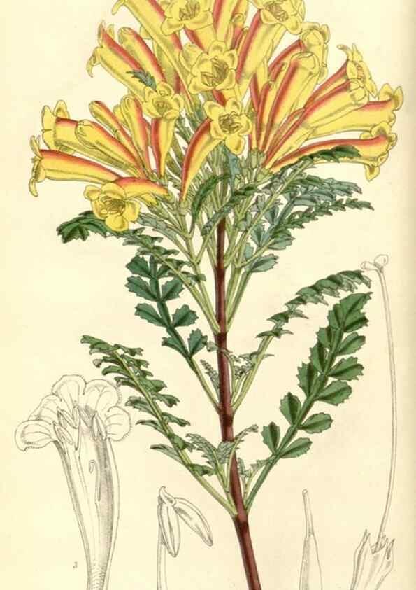Reproducción/Reproduction 8550663493: Curtis's botanical magazine.. London ;New York [etc.] :Academic Press [etc.]
