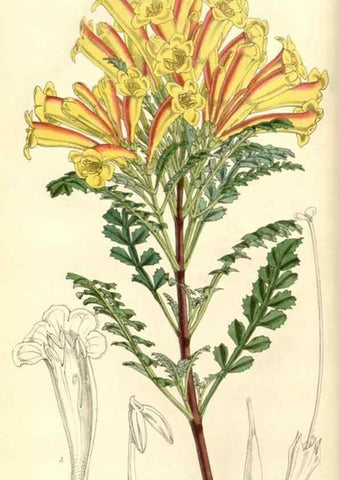 Reproducción/Reproduction 8550663493: Curtis's botanical magazine.. London ;New York [etc.] :Academic Press [etc.]
