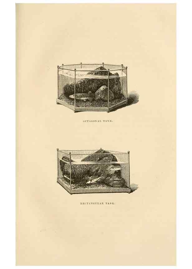Reproducción/Reproduction 8536067283: The aquarium: an unveiling of the wonders of the deep sea.. London,J. Van Voorst,1856.
