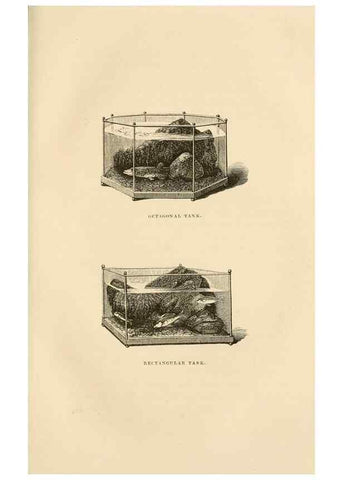 Reproducción/Reproduction 8536067283: The aquarium: an unveiling of the wonders of the deep sea.. London,J. Van Voorst,1856.