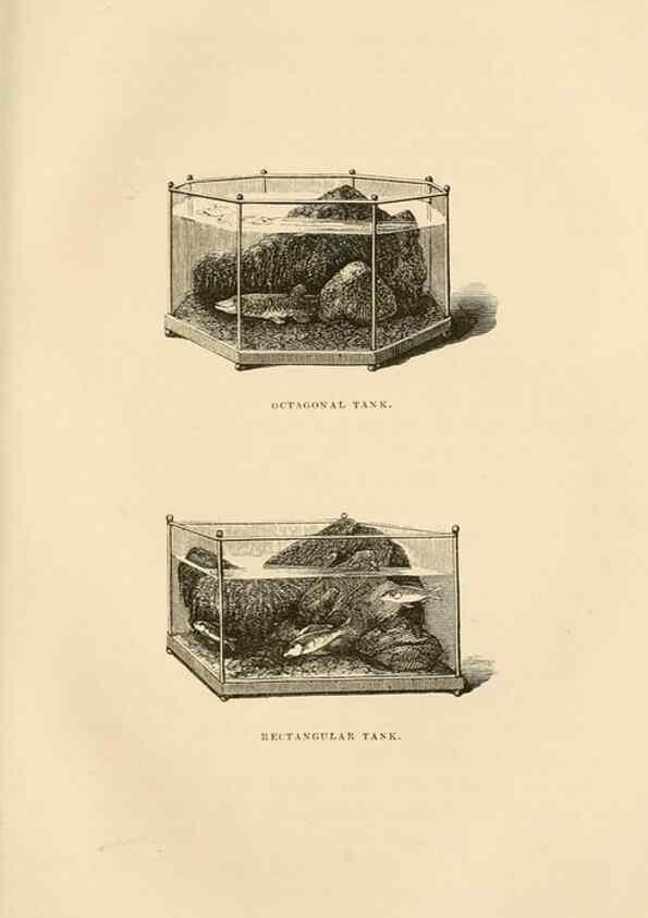 Reproducción/Reproduction 8536067283: The aquarium: an unveiling of the wonders of the deep sea.. London,J. Van Voorst,1856.