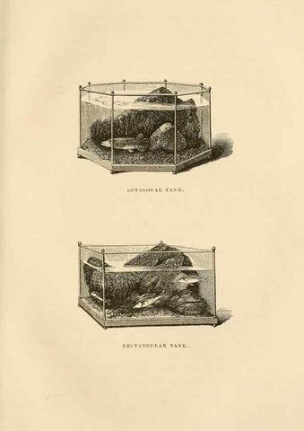 Reproducción/Reproduction 8536067283: The aquarium: an unveiling of the wonders of the deep sea.. London,J. Van Voorst,1856.