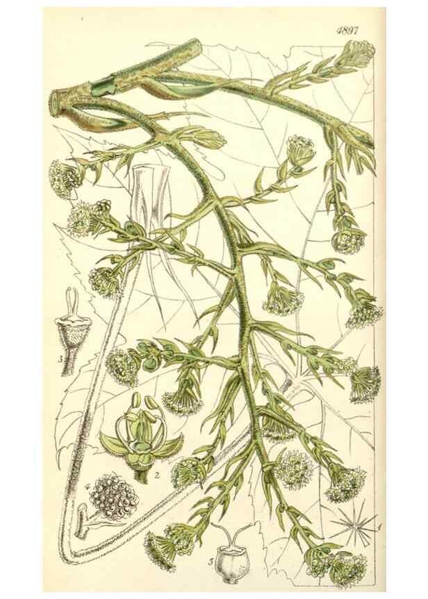 Reproducción/Reproduction 8551765360: Curtis's botanical magazine.. London ;New York [etc.] :Academic Press [etc.]