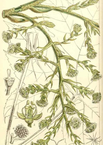 Reproducción/Reproduction 8551765360: Curtis's botanical magazine.. London ;New York [etc.] :Academic Press [etc.]