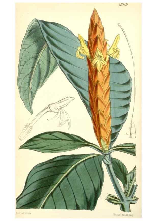 Reproducción/Reproduction 8550665289: Curtis's botanical magazine.. London ;New York [etc.] :Academic Press [etc.]