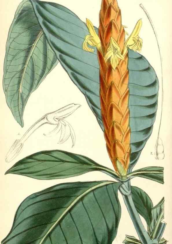 Reproducción/Reproduction 8550665289: Curtis's botanical magazine.. London ;New York [etc.] :Academic Press [etc.]
